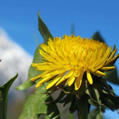 2023澳门管家婆资料正版大全手机app下载