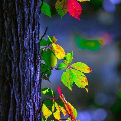 博鱼APP官网入口